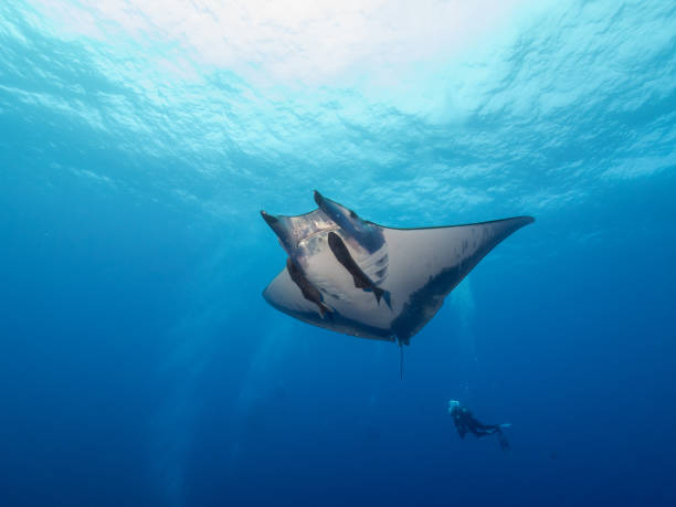 Mobula in blue ocean diving with manta manta ray stock pictures, royalty-free photos & images