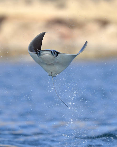 Mobula ray jumping out of the water. Mobula ray jumping out of the water. Mobula munkiana, known as the manta de monk, Munk's devil ray, pygmy devil ray, smoothtail mobula, is a species of ray in the family Myliobatida. Pacific ocean manta ray stock pictures, royalty-free photos & images