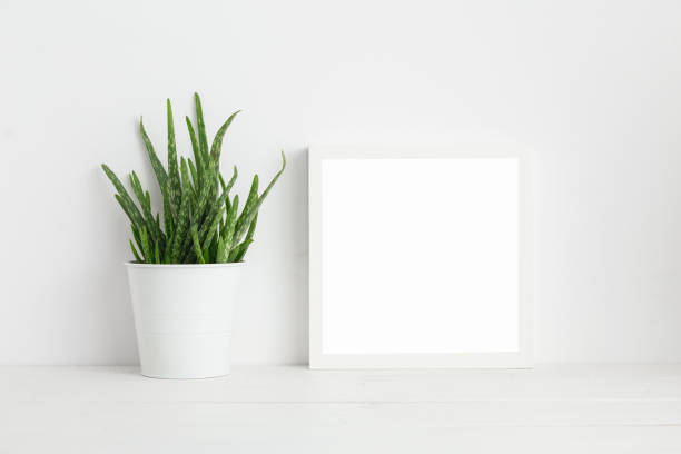 Mock up white frame and aloe vera plant on book shelf or desk. White colors. Mock up white frame and aloe vera plant on book shelf or desk. White colors. potted plant photos stock pictures, royalty-free photos & images