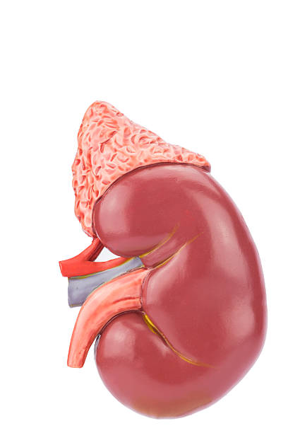 Model human kidney outside stock photo