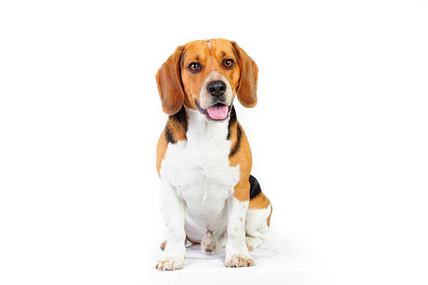 Model shot of young beagle dog Three colored beagle dog, 18 months old. Isolated on white. beagle puppies stock pictures, royalty-free photos & images