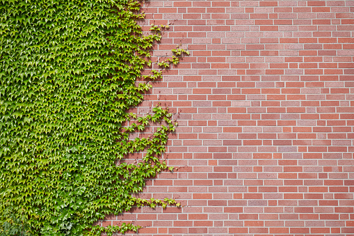 High resolution photograph of a modern brick wall half covered with ivy / wild vine .