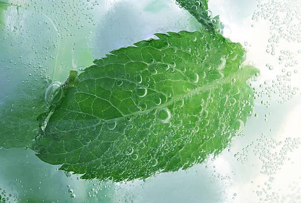 mojito background - frozen leaf bildbanksfoton och bilder