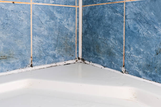Mold fungus and rust growing in tile joints in damp poorly ventilated bathroom with high humidity, wtness, moisture and dampness problem in bath areas and shower stock photo