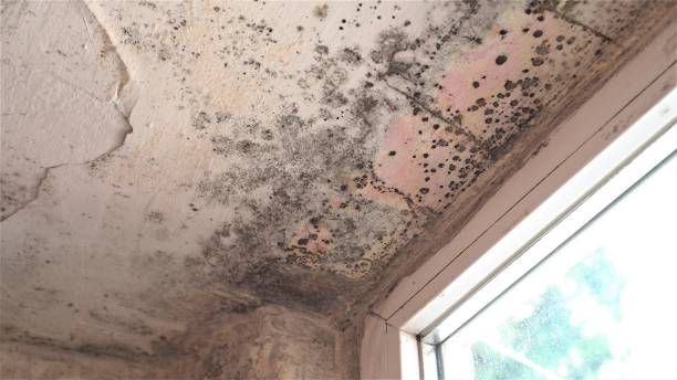 Mold Growth Damp Walls Ceiling Window Frames And Glass In