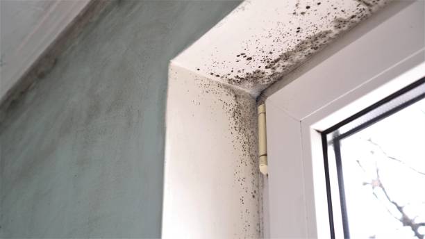 Mold growth. Mould spores thrive on moisture. Mold spores can quickly grow into colonies when exposed to water Mold growth. Mould spores thrive on moisture. Mold spores can quickly grow into colonies when exposed to water condensation stock pictures, royalty-free photos & images