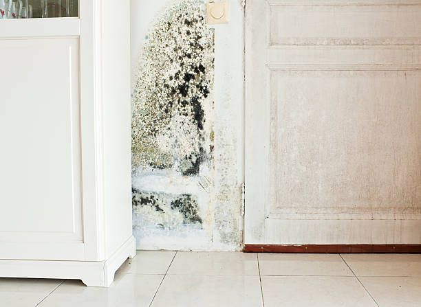 Mold Growth on Wall and Damp Stained Wood Door Mold Growth on Wall and Damp Stained Wood Door fungal mold stock pictures, royalty-free photos & images