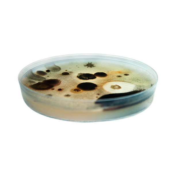Mold in Petri Dish on White stock photo