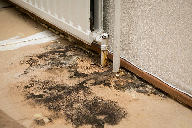 mold investigation moldy home floor. mold problem. water intrusion with mold. fungal mold stock pictures, royalty-free photos & images