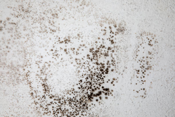 Mold, mould, mildew or fungas on the white surface of a wall in an interior room. stock photo