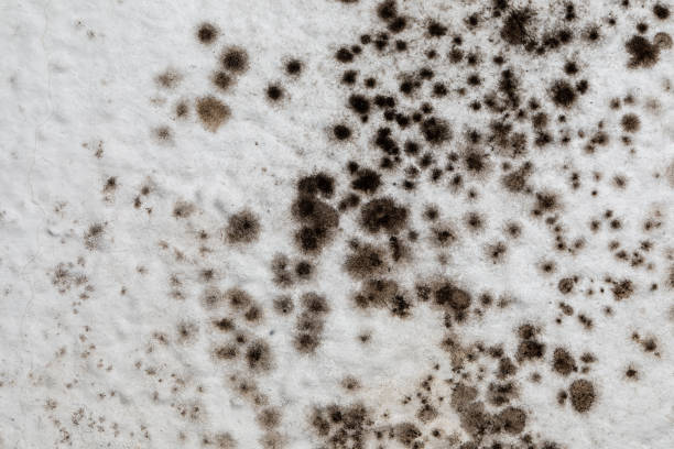 Mold, mould, mildew or fungas on the white surface of ceiling in an interior room. stock photo