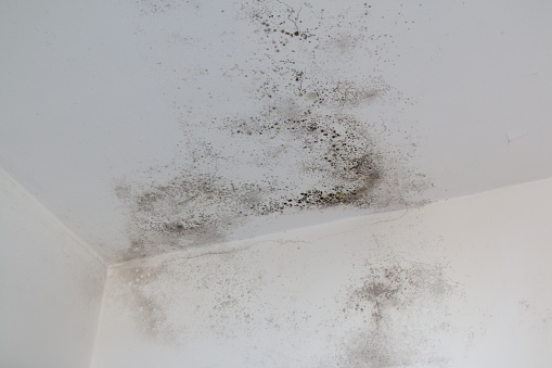 Mold On A White Wall Stock Photo Download Image Now iStock