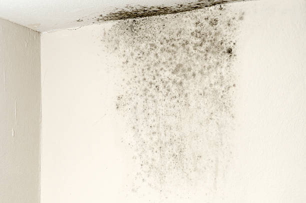 Mold on Ceiling Royalty free stock photo of mold on ceiling fungus stock pictures, royalty-free photos & images
