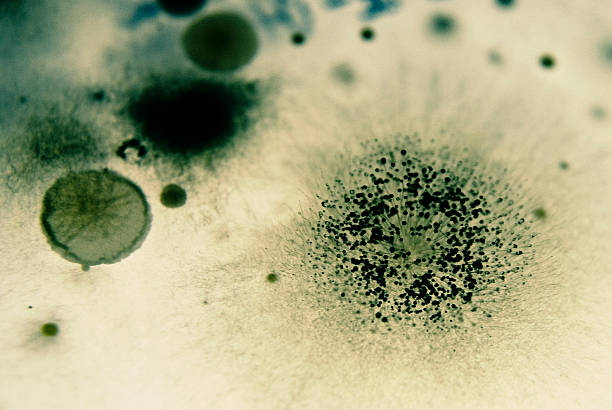 Mold spores and Bacteria stock photo