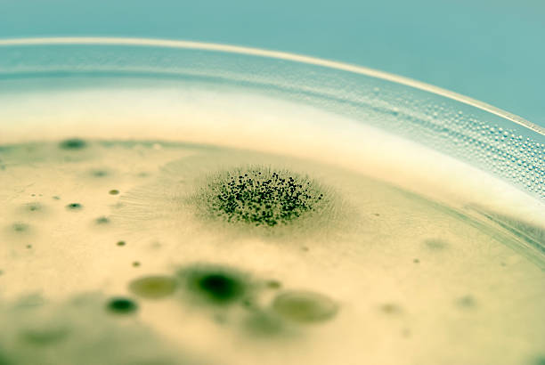 Mold spores and Bacteria stock photo