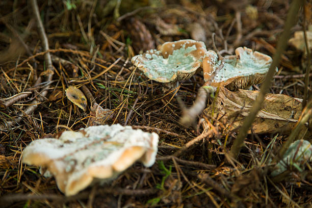 Moldy mushrooms growing out the ground stock photo