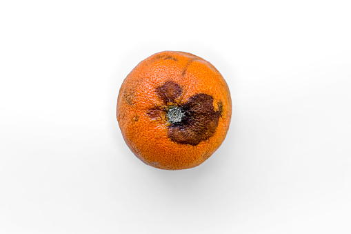 Moldy tangerine isolated on white background top view. Decayed organic produce.