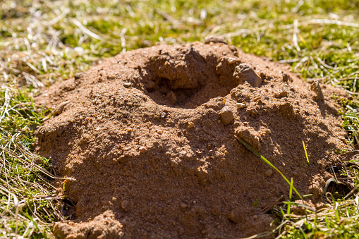 Mole burrow in the ground, mole repellent