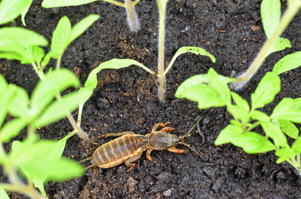 Mole cricket amongst young tomato plants stock photo