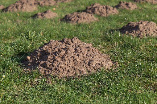 Close-up of a molehill on a meadow
