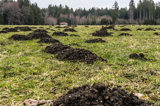 A group of mole hills in a bavarian field, Traunstein, Bavaria, Germany.