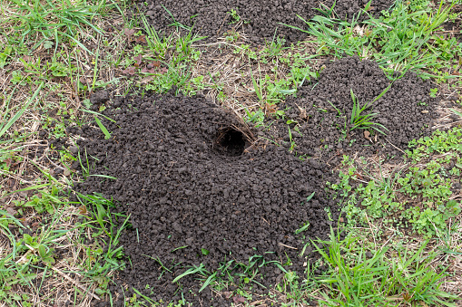 Mole Hole. A pile of earth dug by a mole.