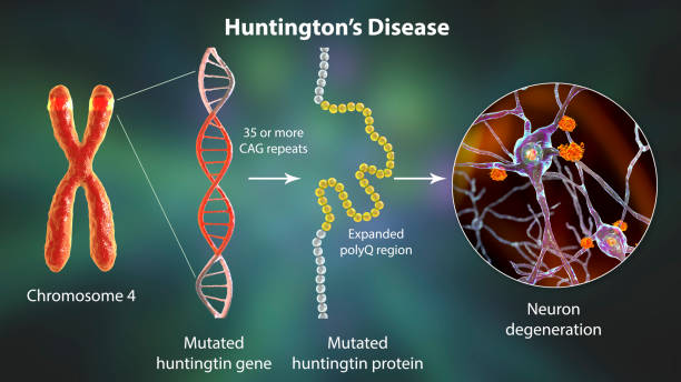 Molecular genesis of Huntington's disease, 3D illustration stock photo
