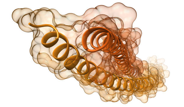 modelo molecular de keramin - proteína de queratina fotografías e imágenes de stock