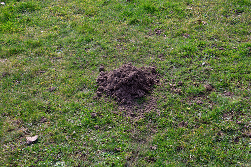 Mole hole on the green grass in spring time rural landscape theme