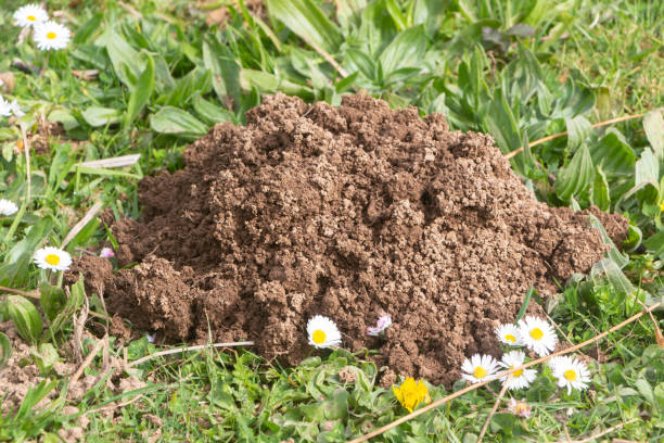 Molehill in grass stock photo