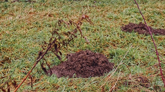 Molehill Mounds Formed from Brown Ground Soil on Green Grass Field Meadow