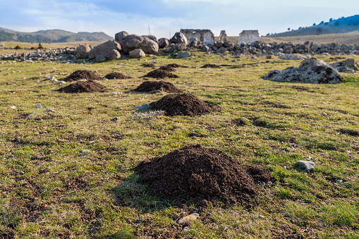 Molehills in a line in a stony field, Turkey