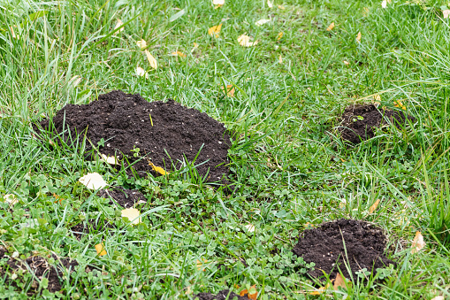 Molehills in the garden path, mole problem