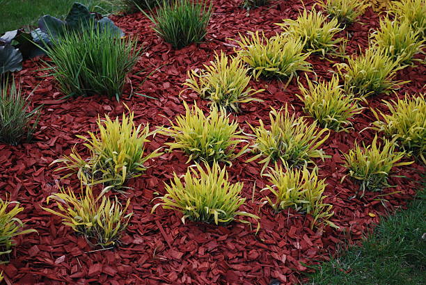 Molinia caerulea 'Variegata' on the flower bed. Molinia caerulea 'Variegata' on the flower bed, sprinkler with red dyed mulch. Ornamental plants for landscaping. mulch stock pictures, royalty-free photos & images