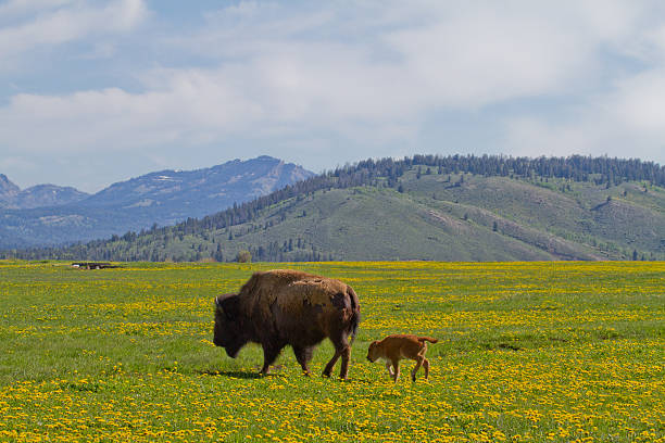 Mom and Calf Bison II stock photo