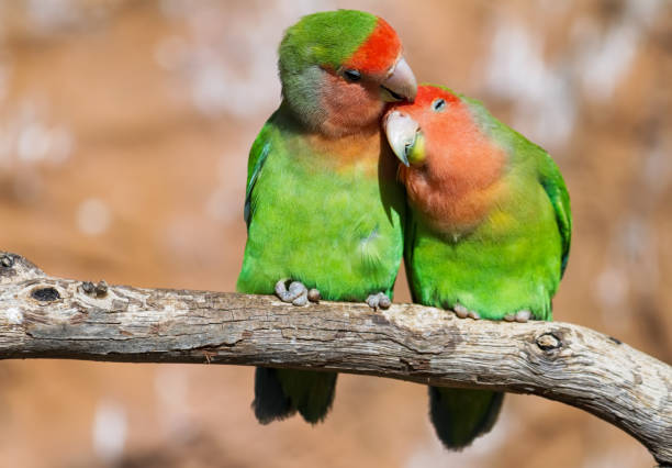 Moment of tenderness between a pair of parrots Moment of tenderness between a pair of parrots sitting on branch on the blurred background with copy space. falling in love stock pictures, royalty-free photos & images