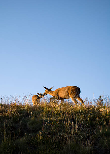 Deers roaming close to the visitor center atop Hurricane Ridge at...
