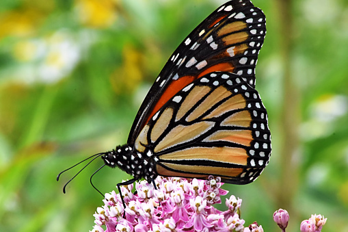 A monarch butterfly feeds on the blossoms of a purple butterfly bush.