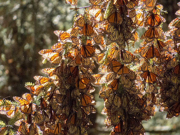 Monarch butterflies in their wintering grounds Monarch butterflies from Canada and US in their wintering grounds in Mexico biosphere 2 stock pictures, royalty-free photos & images