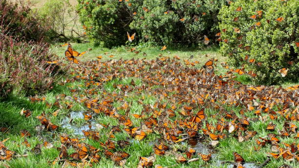 Monarch Butterflies on the ground at El Rosario Monarch Butterfly Preserve stock photo