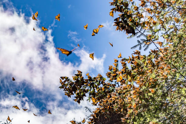 Monarch Butterflies on the tree branch and flaying in the air with blue sky in background Monarch Butterflies on the tree branch and flaying in the air with blue sky in background at the Monarch Butterfly Biosphere Reserve in Michoacan, Mexico, a World Heritage Site. bioreserve stock pictures, royalty-free photos & images