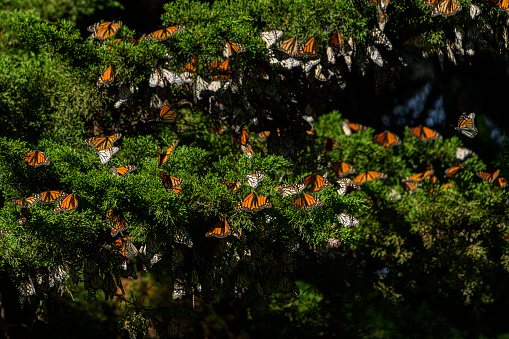 Monarch butterflies (Danaus plexippus) resting on a coastal cypress tree branch in their winter nesting area.\n\nTaken in Santa Cruz, California, USA