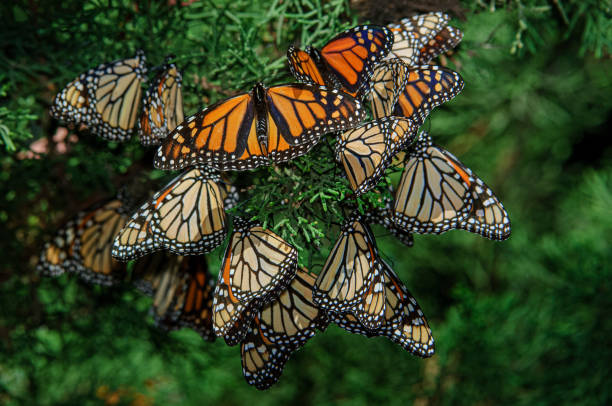 Monarch Butterflies Resting on Nesting Area Branch stock photo