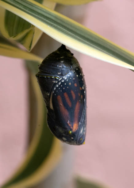 Monarch Butterfly Chrysalis Preparing to Open stock photo