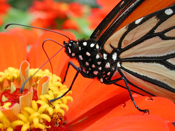monarch nahaufnahme blatt blume zinea wings - schmetterling auge stock-fotos und bilder