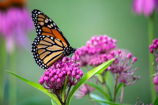 This macro abstract image shows a monarch butterfly feeding on the rosy pink blossoms and buds of a swamp milkweed plant (asclepias incarnata) in a sunny garden, with defocused background.