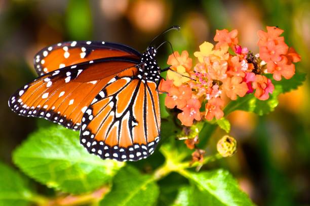 Monarch butterfly feeds Monarch butterfly rests and feeds on a flower. butterfly garden stock pictures, royalty-free photos & images
