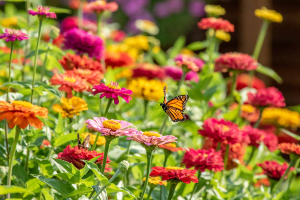Monarch Butterfly Flying Over Flowers A Monarch Butterfly flies over the zinnia garden on a summer morning. zinnia stock pictures, royalty-free photos & images