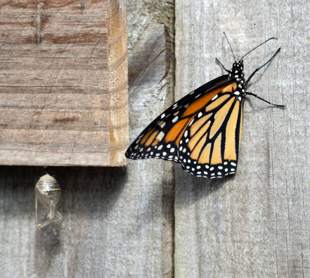 Monarch Butterfly Leaving its Empty Chrysalis stock photo