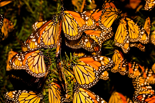 Newly emerged monarch resting on a zinnia